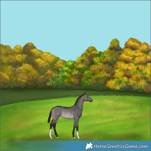 Horse Color:Gray Platinum Bay Dun Rabicano 
