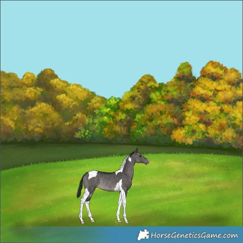 Horse Color:Platinum Brown Dun Tobiano Rabicano 