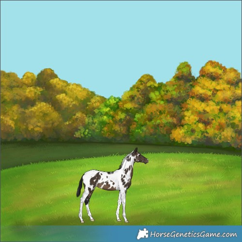 Horse Color:Gray Brown Dun Tobiano Appaloosa 