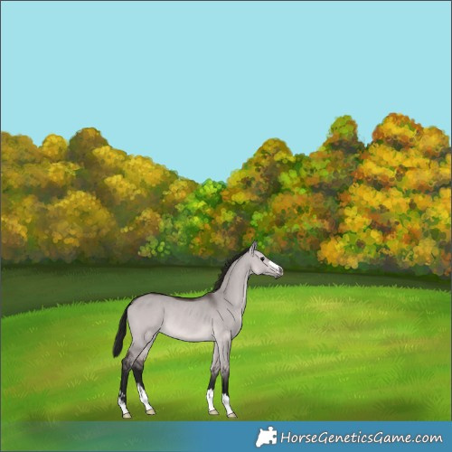 Horse Color:Gray Platinum Bay Dun Rabicano 