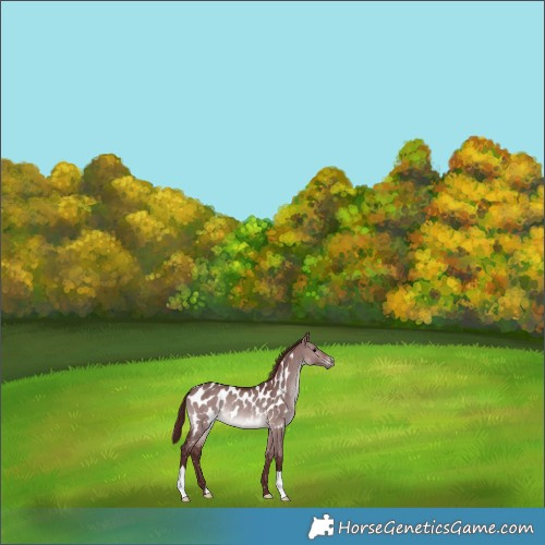 Horse Color:Gray Platinum Chocolate Bay Dun Near Leopard Rabicano 