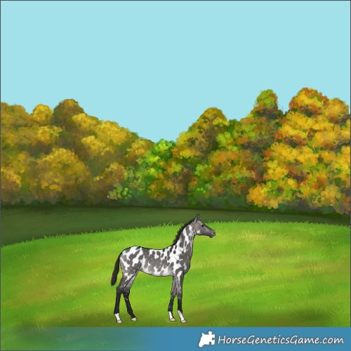 Horse Color:Gray Platinum Buckskin Dun Appaloosa Rabicano 