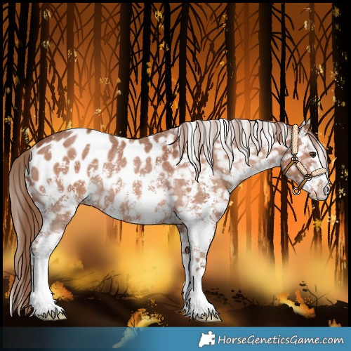 Horse Color:Chestnut Sabino Blanket Rabicano