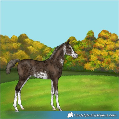 Horse Color:Gray White Spotted Liver Red Dun Ice Mushroom Rabicano 