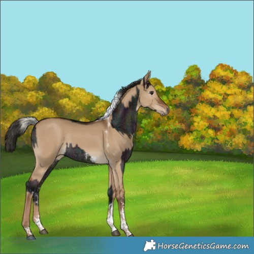 Horse Color:Midnight Liver Red Dun Ice Mushroom Sabino Rabicano  and Gray Liver Red Dun Sabino Tobiano 