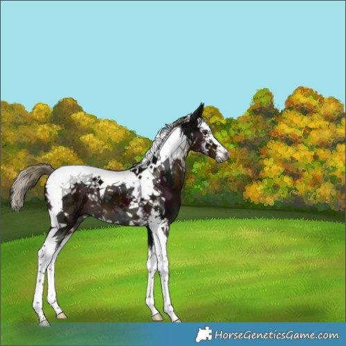 Horse Color:Gray Midnight Liver Chestnut Mushroom Splash Tobiano 