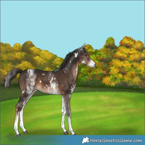 Horse Color:Gray White Spotted Liver Chestnut 