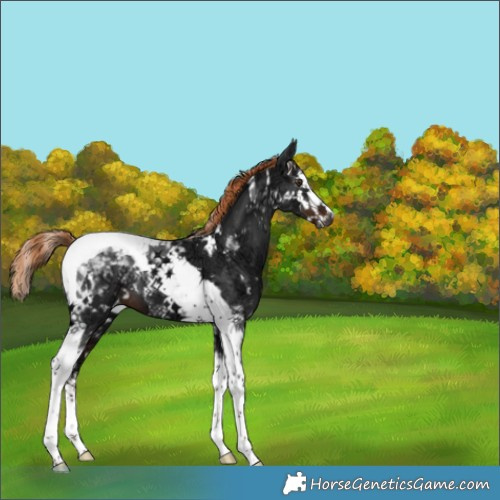 Horse Color:Gray White Spotted Liver Chestnut Ice Splash Tobiano 