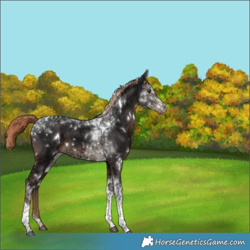 Horse Color:White Spotted Liver Chestnut Ice Tobiano 