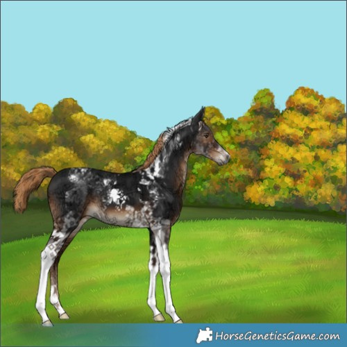 Horse Color:Gray Liver Chestnut Ice Tobiano 