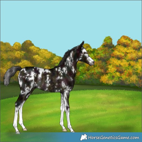 Horse Color:Gray White Spotted Midnight Liver Red Dun Ice Splash Rabicano 