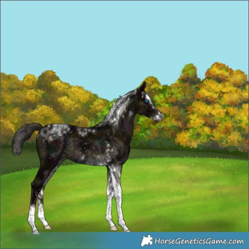 Horse Color:Gray Midnight Liver Red Dun Ice Splash Tobiano Rabicano Brindle 