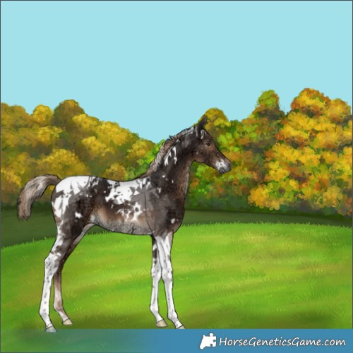 Horse Color:Gray White Spotted Liver Chestnut Ice Tobiano 