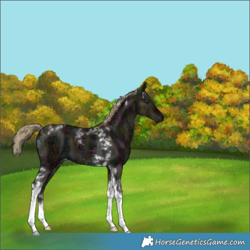 Horse Color:Midnight Liver Red Dun Ice Tobiano Brindle 