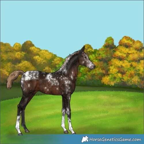 Horse Color:Gray Liver Chestnut Ice Tobiano 