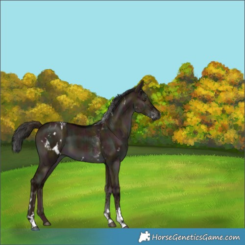 Horse Color:Gray White Spotted Midnight Liver Red Dun Tobiano Brindle 
