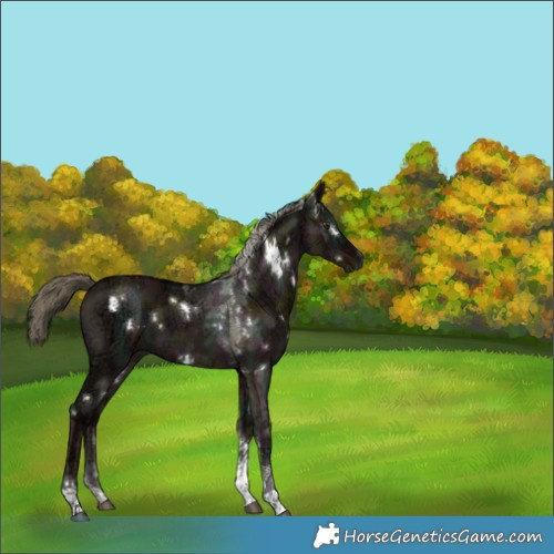 Horse Color:Gray White Spotted Midnight Liver Red Dun Ice Mushroom Tobiano 