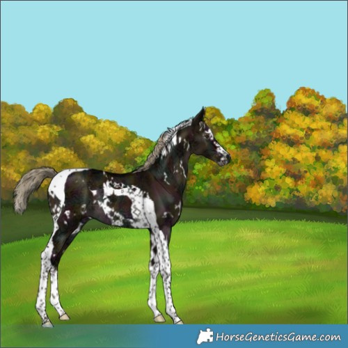 Horse Color:Gray White Spotted Midnight Liver Red Dun Ice Splash Tobiano Rabicano Brindle 