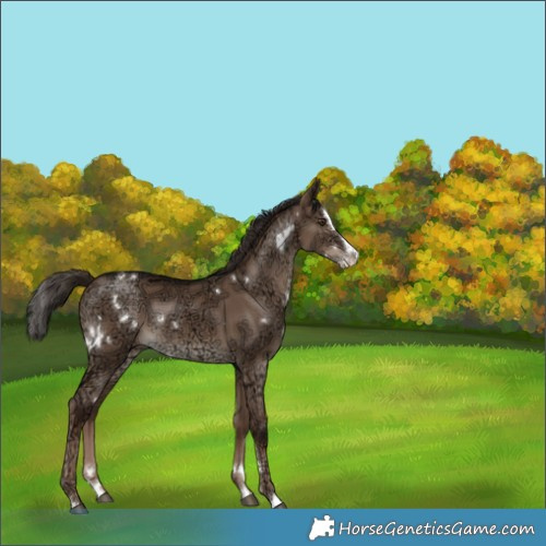 Horse Color:White Spotted Liver Red Dun Ice Splash 