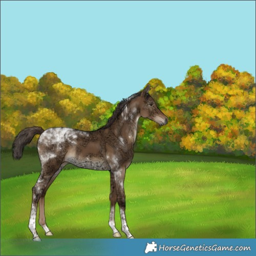 Horse Color:Gray Liver Red Dun Ice Tobiano Rabicano 