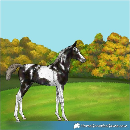 Horse Color:Gray White Spotted Midnight Liver Red Dun Ice Mushroom Splash Tobiano 