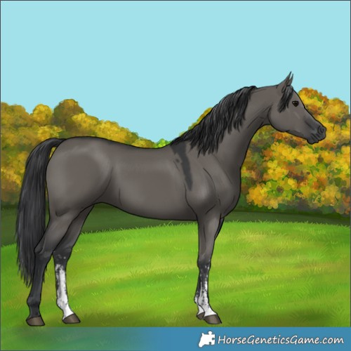 Horse Color:Grullo Sabino Rabicano 