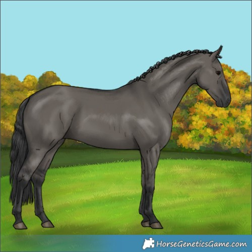Horse Color:Grullo 