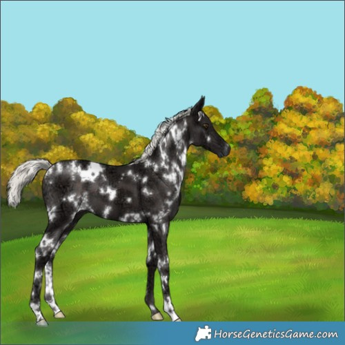 Horse Color:White Spotted Liver Chestnut Ice Mushroom 