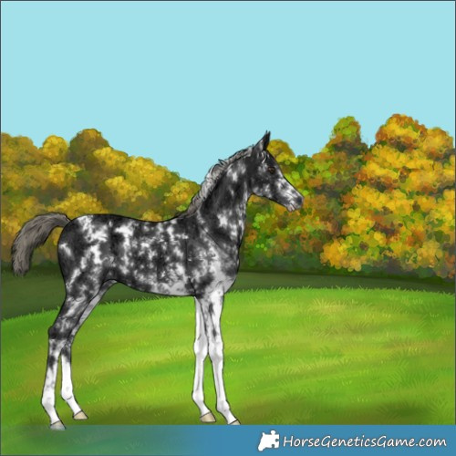 Horse Color:White Spotted Liver Chestnut Ice Mushroom 