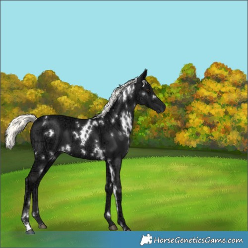 Horse Color:White Spotted Liver Chestnut Ice Mushroom 