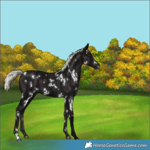 Horse Color:White Spotted Liver Chestnut Ice Mushroom 