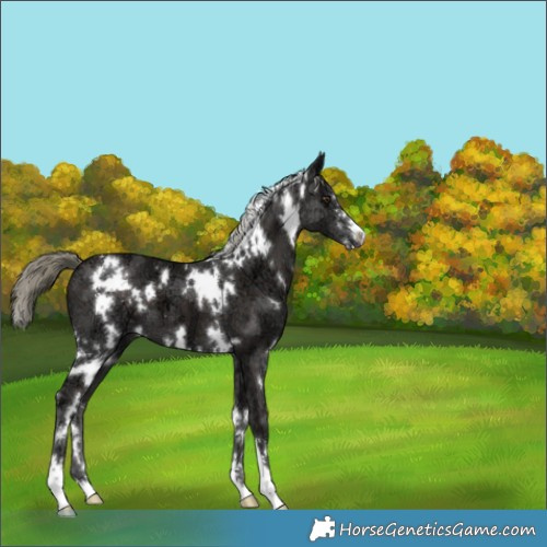 Horse Color:White Spotted Liver Chestnut Ice Mushroom 