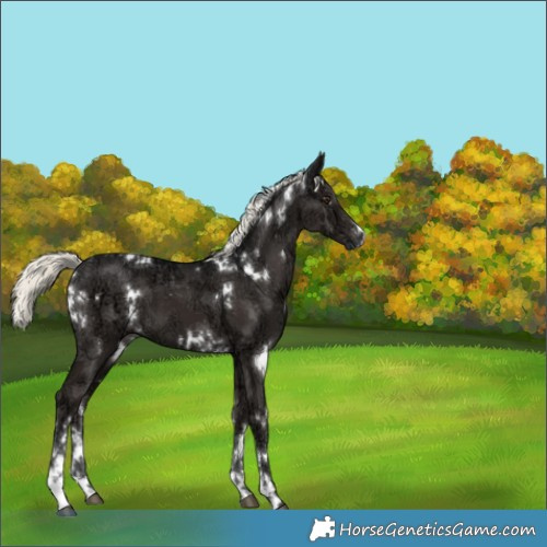 Horse Color:White Spotted Liver Chestnut Ice Mushroom 