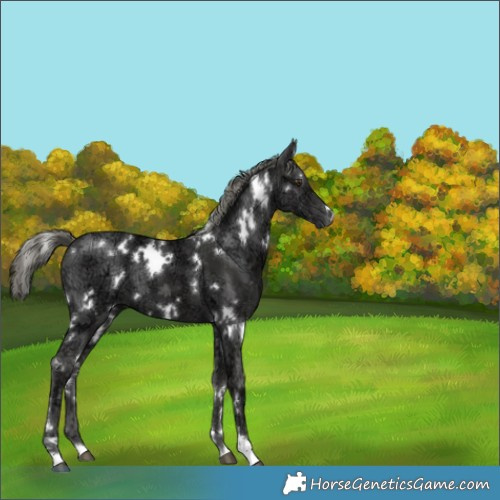 Horse Color:White Spotted Liver Chestnut Ice Mushroom 