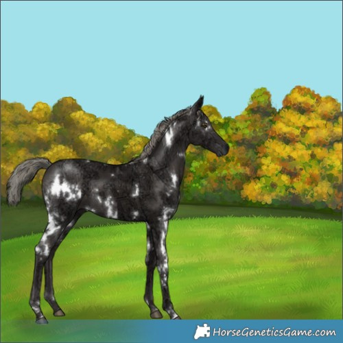 Horse Color:White Spotted Liver Chestnut Ice Mushroom 