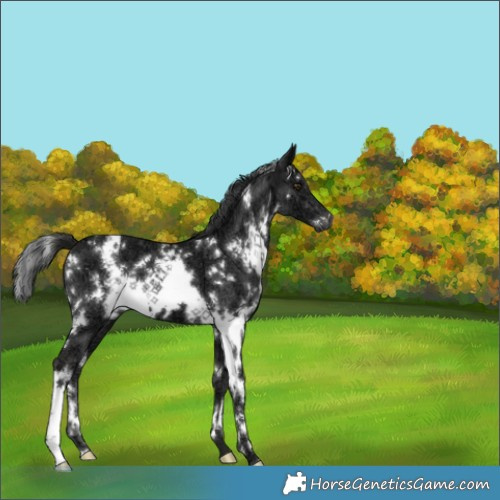 Horse Color:White Spotted Liver Chestnut Ice 