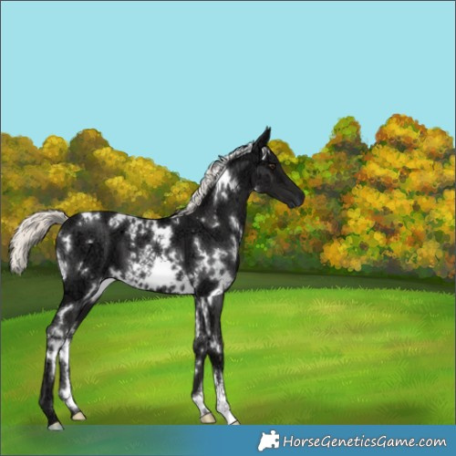 Horse Color:White Spotted Liver Chestnut Ice Mushroom 