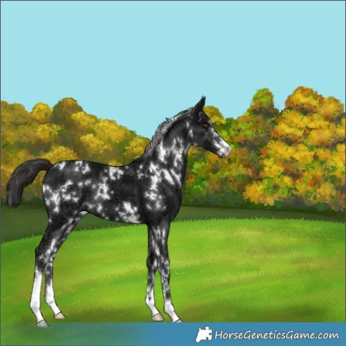 Horse Color:White Spotted Liver Chestnut Ice 