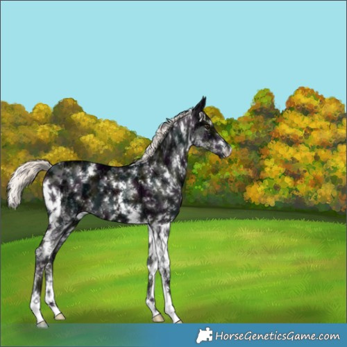 Horse Color:White Spotted Midnight Liver Chestnut Ice Mushroom 