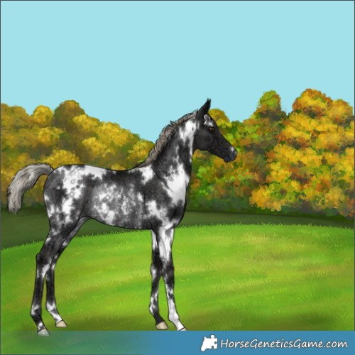 Horse Color:White Spotted Liver Chestnut Ice Mushroom Rabicano 