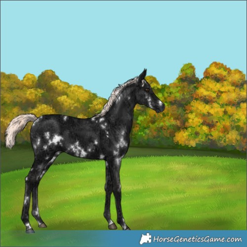 Horse Color:White Spotted Liver Chestnut Ice Mushroom 