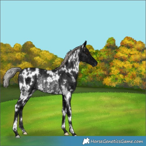Horse Color:White Spotted Liver Chestnut Ice Mushroom Rabicano 