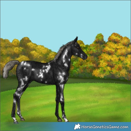 Horse Color:White Spotted Liver Chestnut Ice Mushroom 