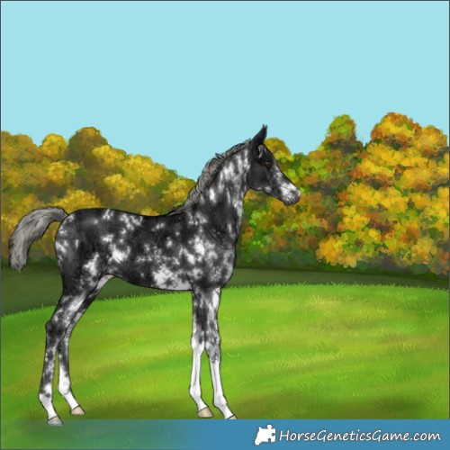 Horse Color:White Spotted Liver Chestnut Ice Mushroom 