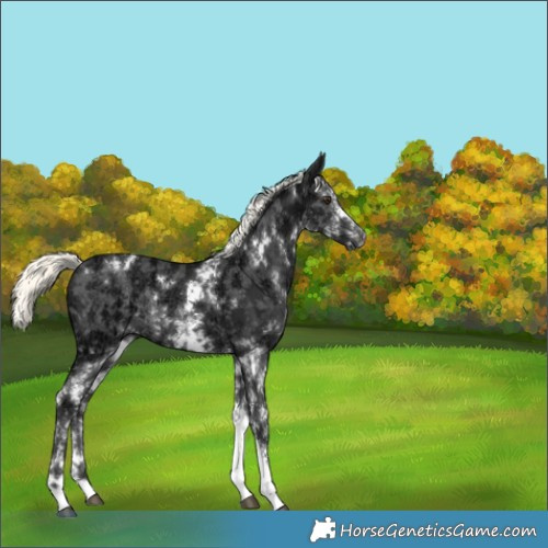 Horse Color:White Spotted Liver Chestnut Ice Mushroom Rabicano 