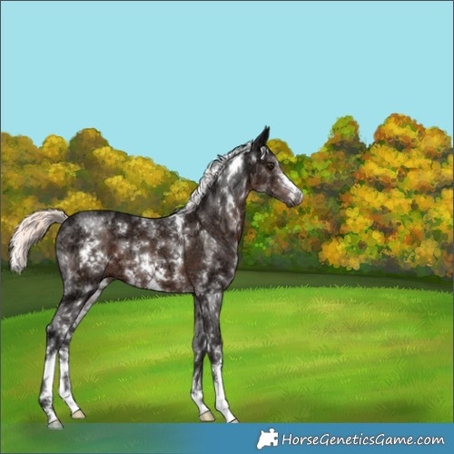 Horse Color:White Spotted Liver Chestnut Ice Mushroom Sabino 
