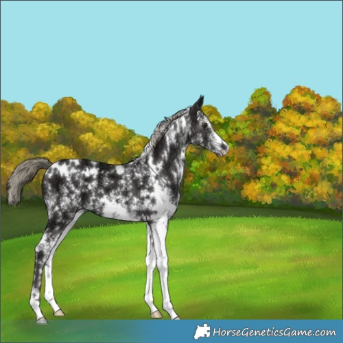 Horse Color:White Spotted Liver Chestnut Ice Mushroom 