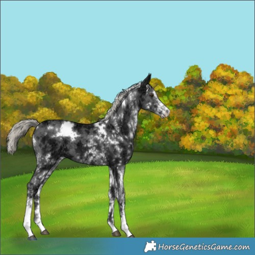 Horse Color:White Spotted Liver Chestnut Ice Mushroom 