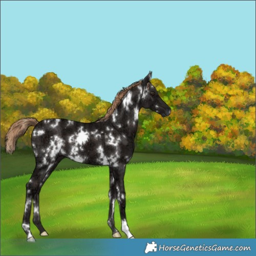 Horse Color:White Spotted Liver Chestnut Ice 