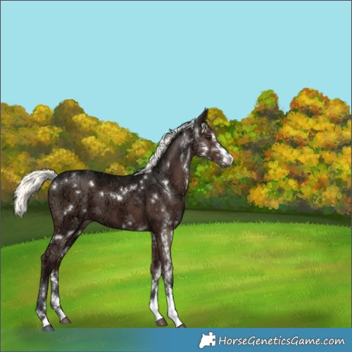 Horse Color:White Spotted Liver Chestnut Ice Mushroom 